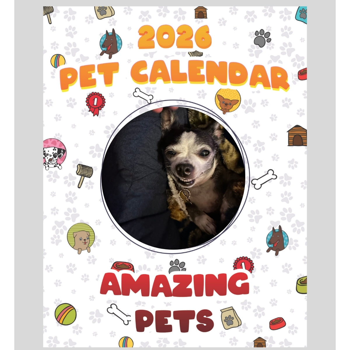 Boston Terrier/chihuahua Stars in Stunning Pets: A 2026 Pet Calendar