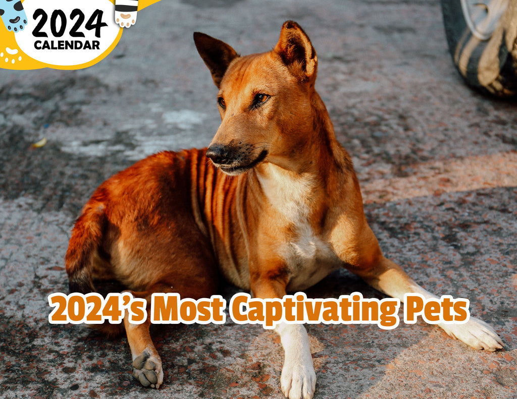 2024's Most Captivating Pets: 2024 Wall Calendar (Published)