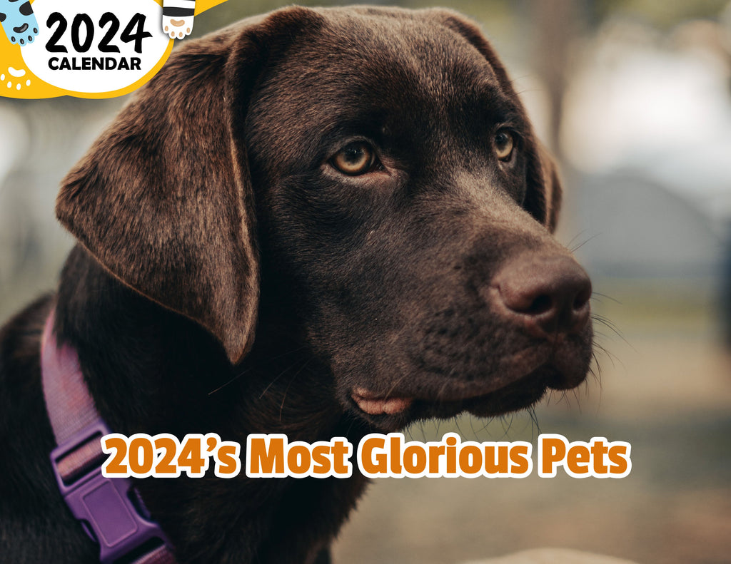 2024's Most Glorious Pets: 2024 Wall Calendar (Published)