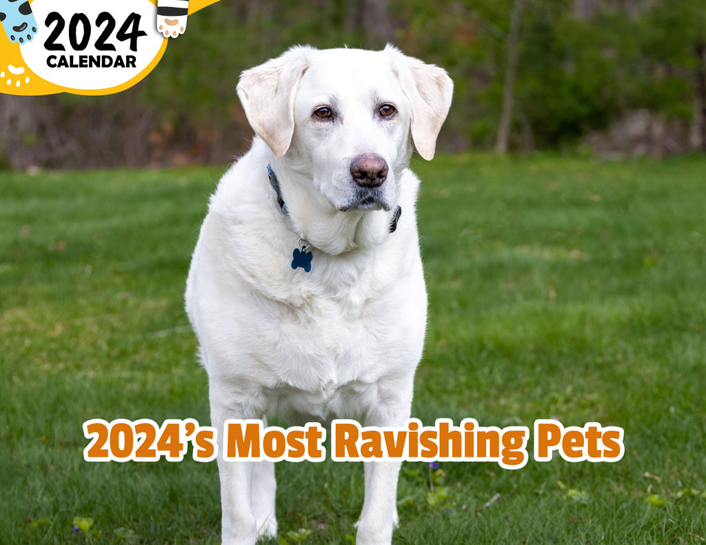 2024's Most Ravishing Pets: 2024 Wall Calendar (Published)