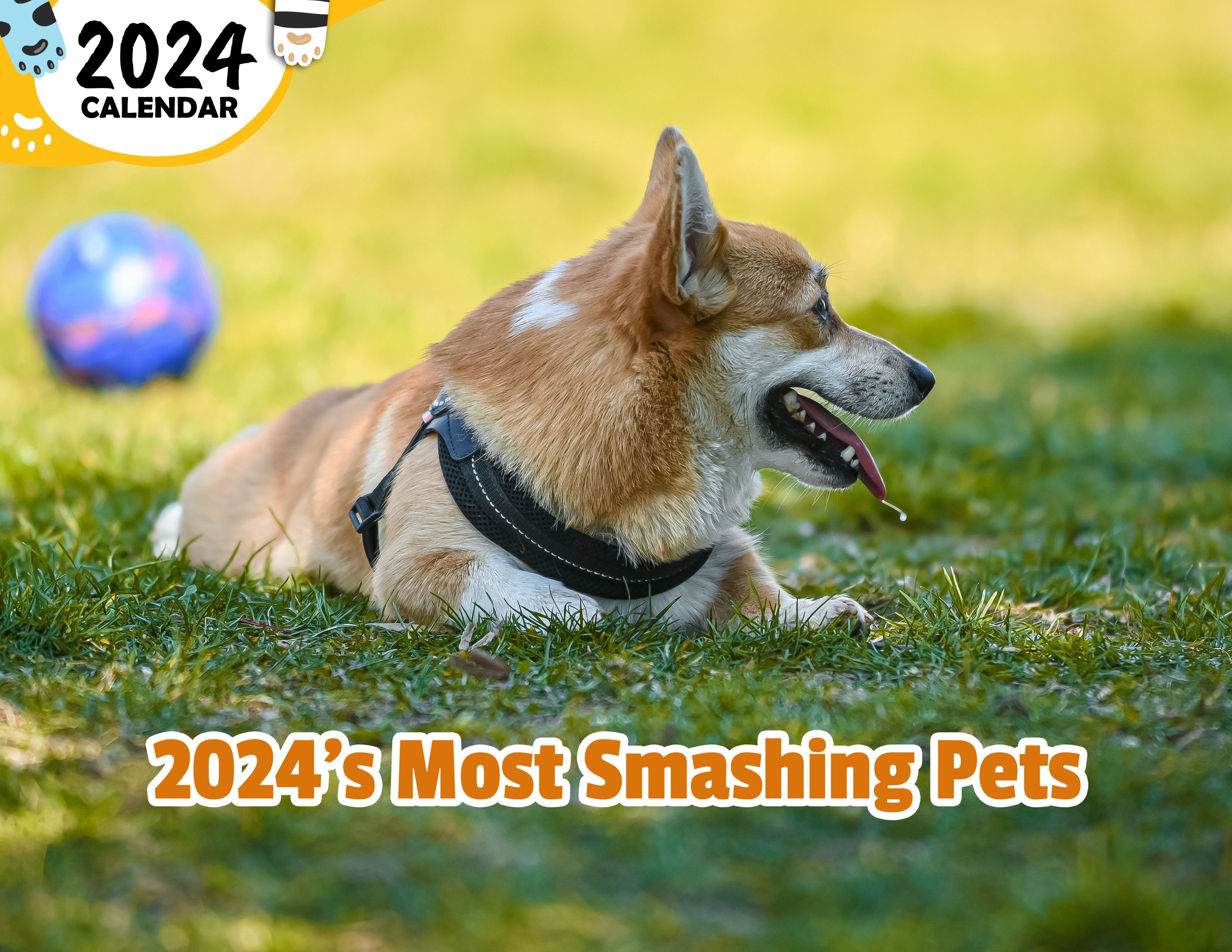 14 Best Games for Dogs [2024]