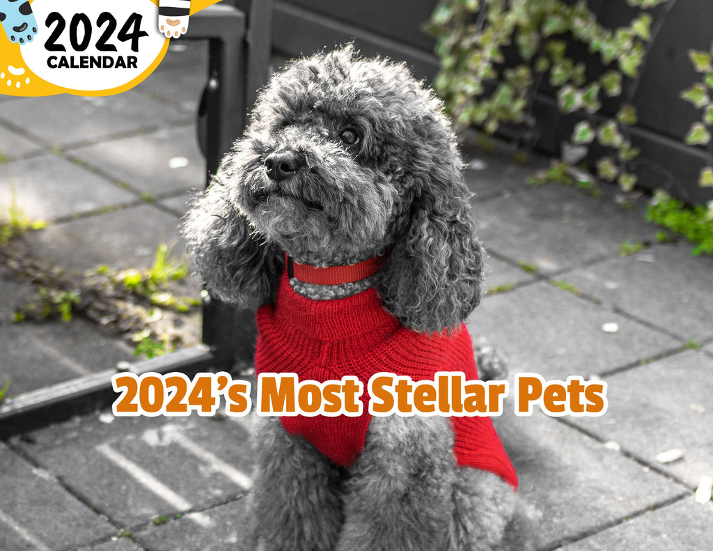 2024's Most Stellar Pets: 2024 Wall Calendar (Published)