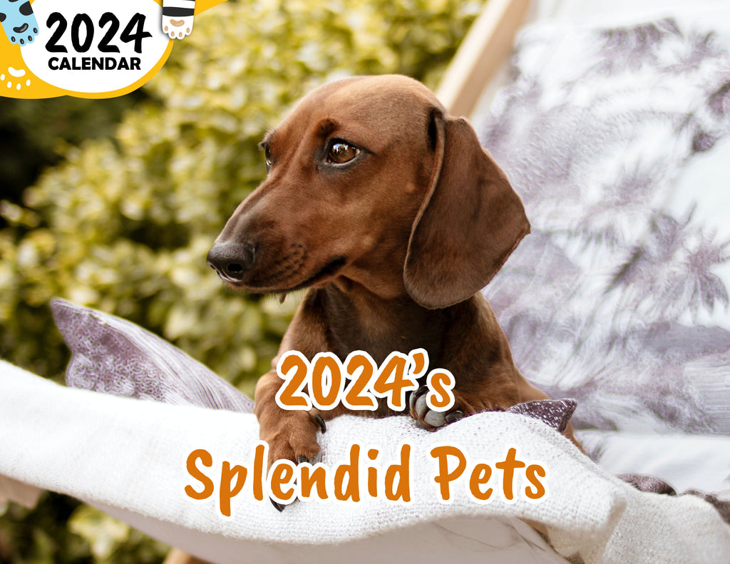 2024's Splendid Pets: 2024 Wall Calendar (Published)