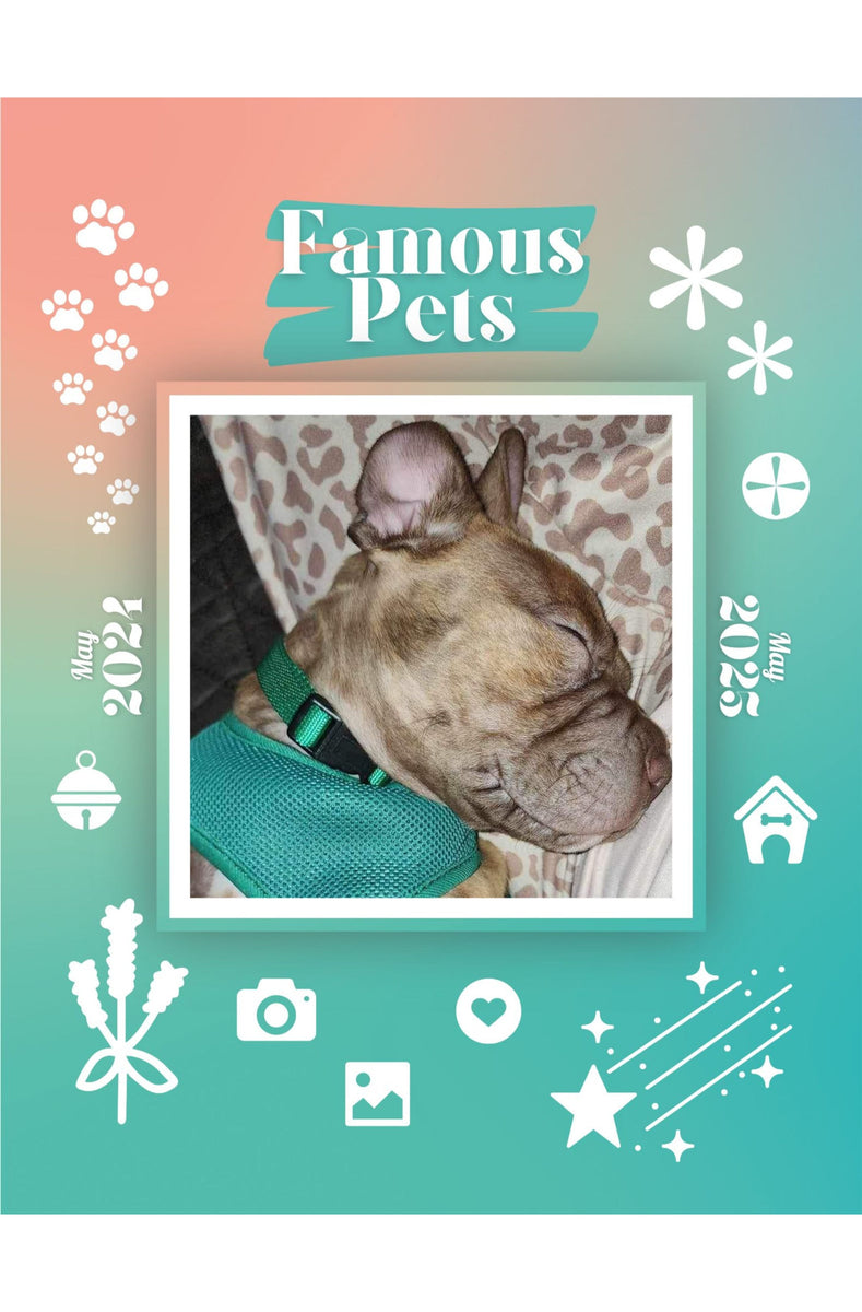 Famous Pets May 2024May 2025 Wall Calendar (PreOrder) Praise My Pet!