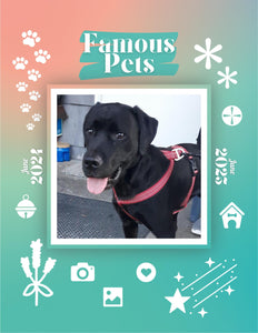 Famous Pets: June 2024-June 2025 Wall Calendar (Pre-Order)