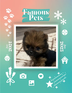 Famous Pets: June 2024-June 2025 Wall Calendar (Pre-Order)