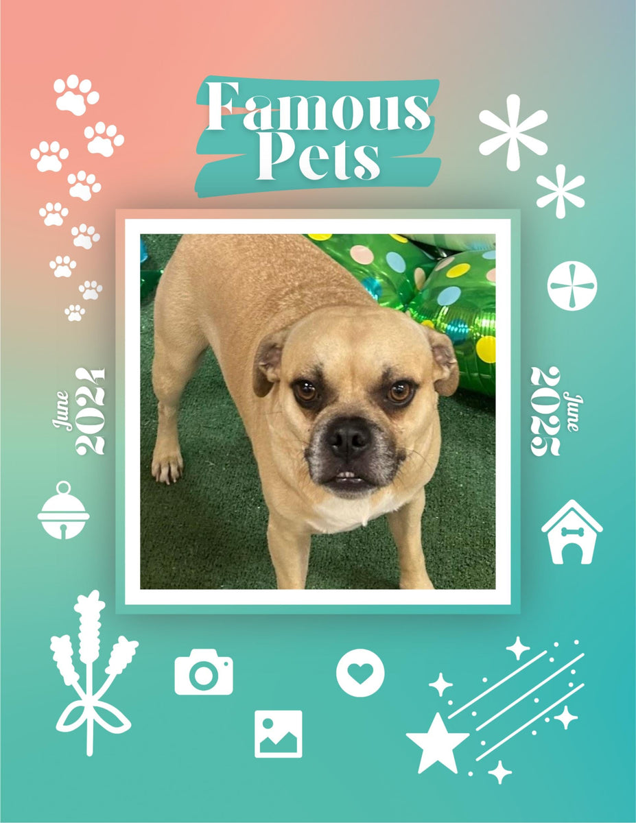 Famous Pets: June 2024-June 2025 Wall Calendar (Pre-Order) – Praise My Pet!
