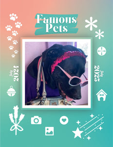 Famous Pets: July 2024-July 2025 Wall Calendar (Pre-Order)