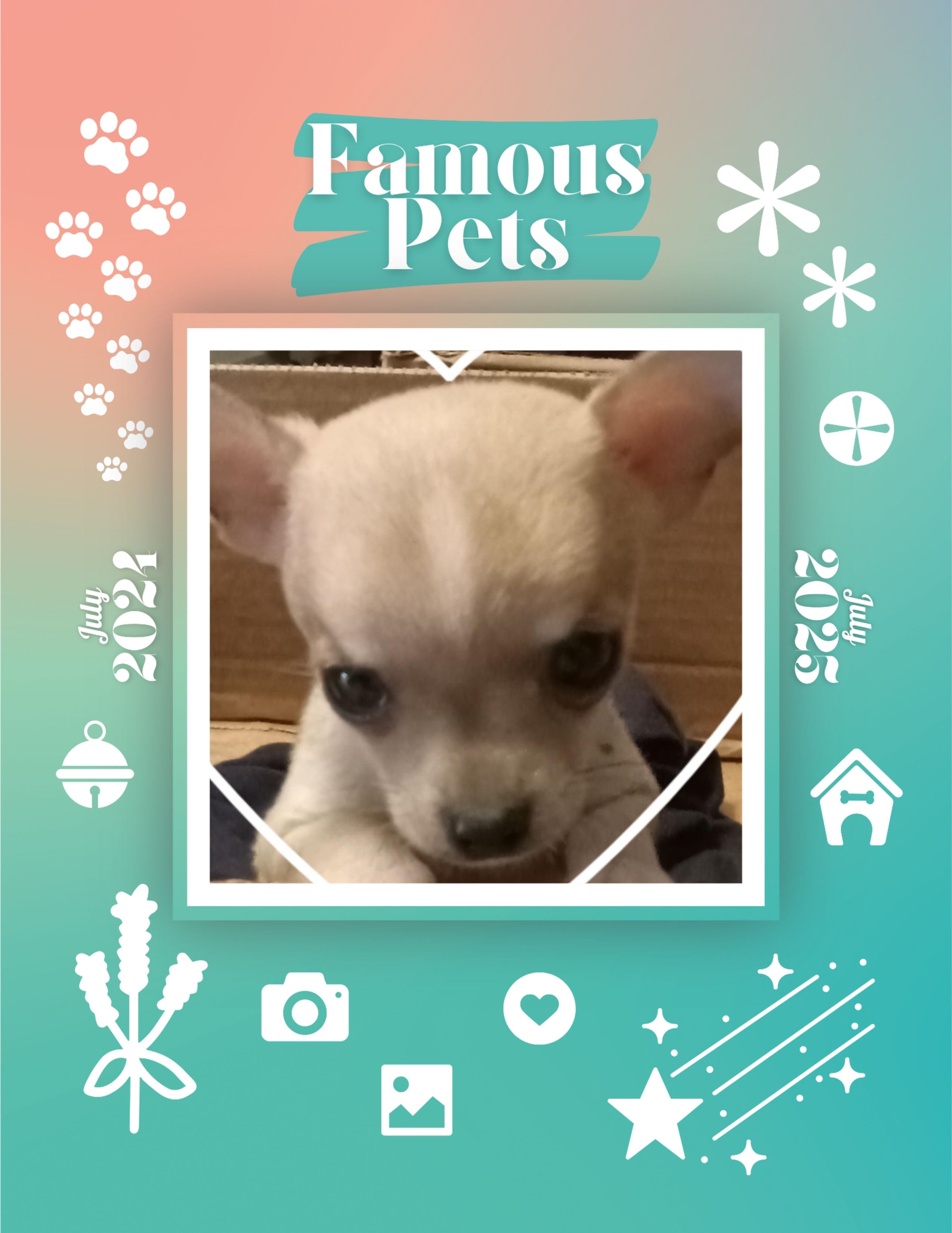 Famous Pets: July 2024-July 2025 Wall Calendar (Pre-Order)