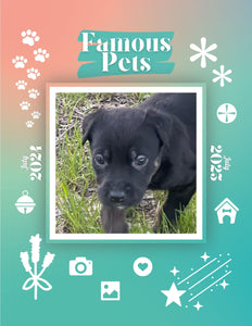 Famous Pets: July 2024-July 2025 Wall Calendar (Pre-Order)