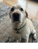 Amazing Pets: 2025 Wall Calendar (Pre-Order)