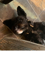 Amazing Pets: 2025 Wall Calendar (Pre-Order)