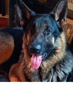 Amazing Pets: 2025 Wall Calendar (Pre-Order)