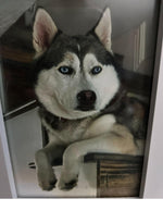 Amazing Pets: 2025 Wall Calendar (Pre-Order)