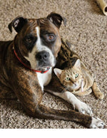 Amazing Pets: 2025 Wall Calendar (Pre-Order)