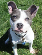 Amazing Pets: 2025 Wall Calendar (Pre-Order)