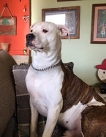 Amazing Pets: 2025 Wall Calendar (Pre-Order)