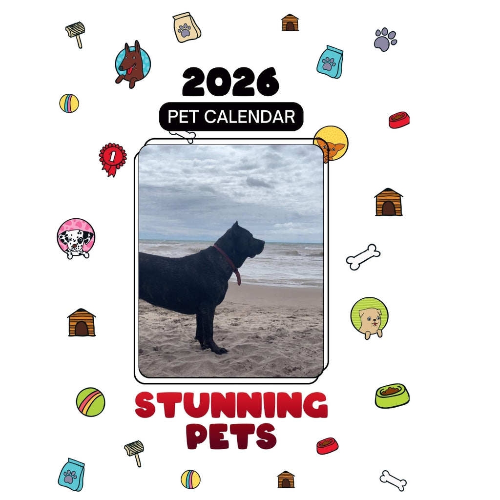 Selene, 4 year-old Cane Corso Italian mastiff Headlines Stunning Pets: A 2026 Pet Calendar