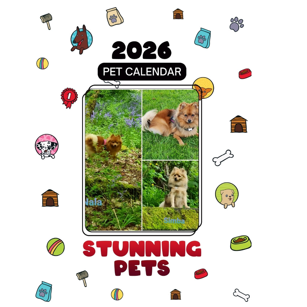 3 Pomeranians Headlines Stunning Pets: A 2026 Pet Calendar