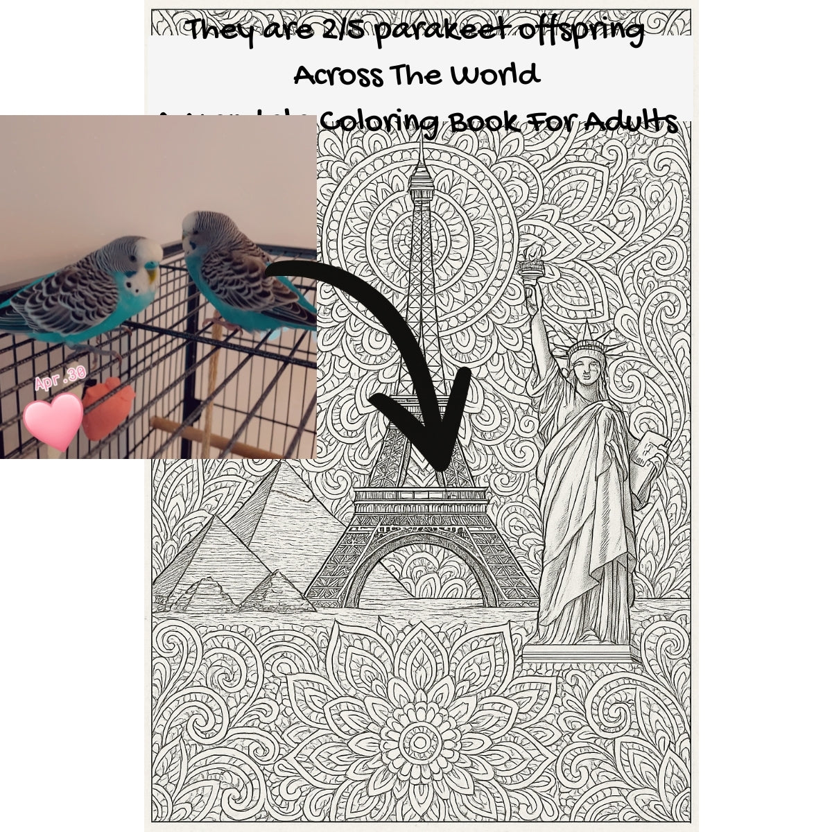 They are 2/5 parakeet offspring Across The World: A Mandala Coloring Book For Adults
