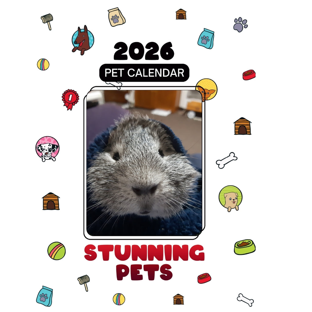Mr Munch ( very large guinea pig) Headlines Stunning Pets: A 2026 Pet Calendar