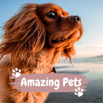 Amazing Pets: 2024 Wall Calendar (Published)