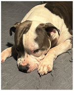 Amazing Pets: 2025 Wall Calendar (Pre-Order)