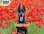 Bright Pets Volume Six: 2024 Wall Calendar (Published)