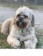 Amazing Pets: 2025 Wall Calendar (Pre-Order)