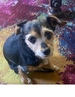 Amazing Pets: 2025 Wall Calendar (Pre-Order)
