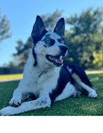 Amazing Pets: 2025 Wall Calendar (Pre-Order)
