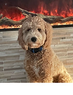 Amazing Pets: 2025 Wall Calendar (Pre-Order)