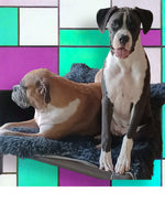 Amazing Pets: 2025 Wall Calendar (Pre-Order)