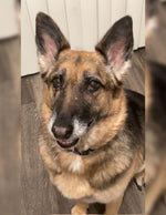 Amazing Pets: 2025 Wall Calendar (Pre-Order)