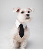 Amazing Pets: 2025 Wall Calendar (Pre-Order)