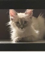 Amazing Pets: 2025 Wall Calendar (Pre-Order)