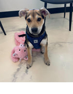 Amazing Pets: 2025 Wall Calendar (Pre-Order)