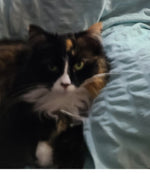 Amazing Pets: 2025 Wall Calendar (Pre-Order)