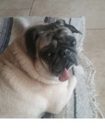Amazing Pets: 2025 Wall Calendar (Pre-Order)