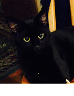Amazing Pets: 2025 Wall Calendar (Pre-Order)