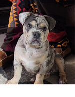 Amazing Pets: 2025 Wall Calendar (Pre-Order)