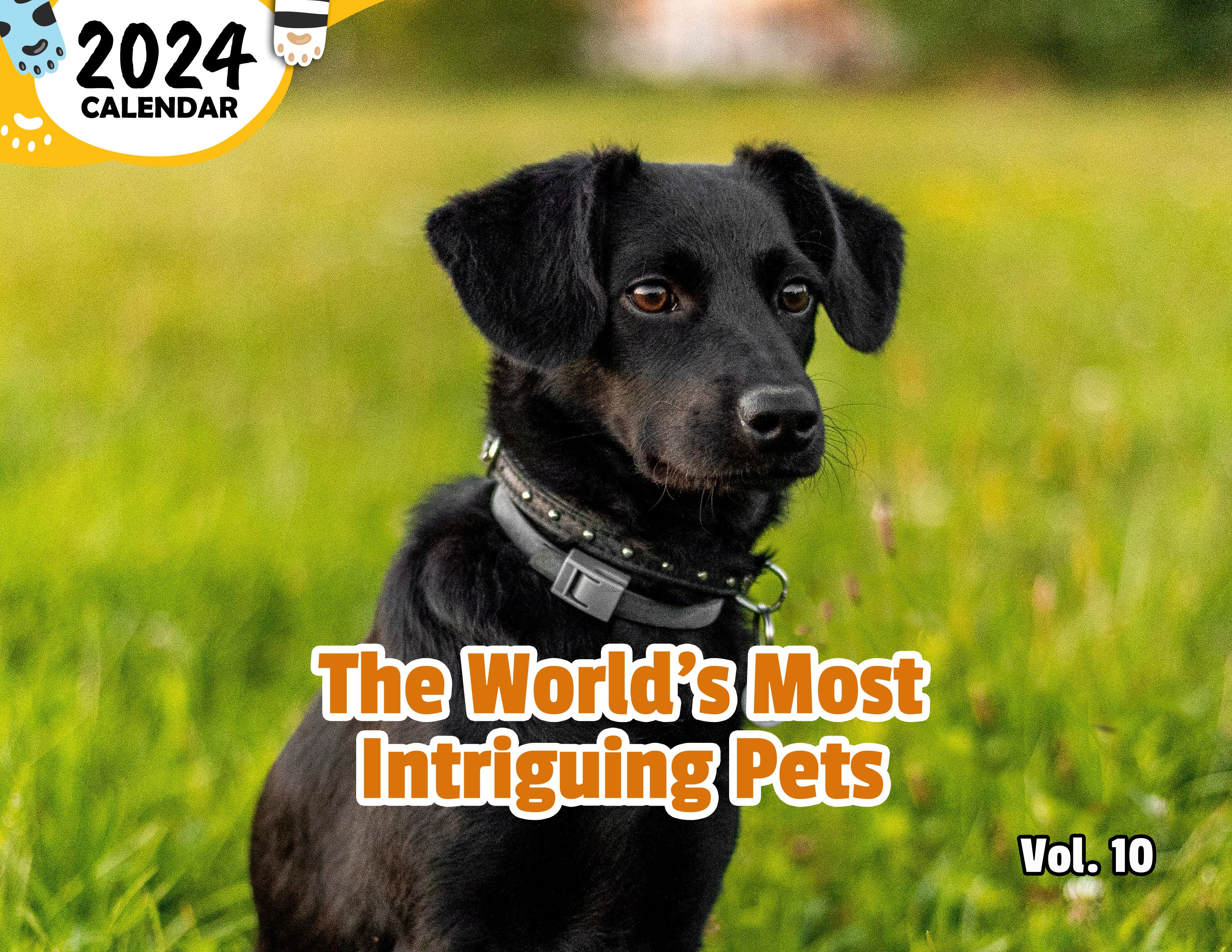 The World's Most Intriguing Pets Volume Ten: 2024 Wall Calendar (Publi ...
