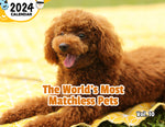 The World's Most Matchless Pets Volume Ten: 2024 Wall Calendar (Published)