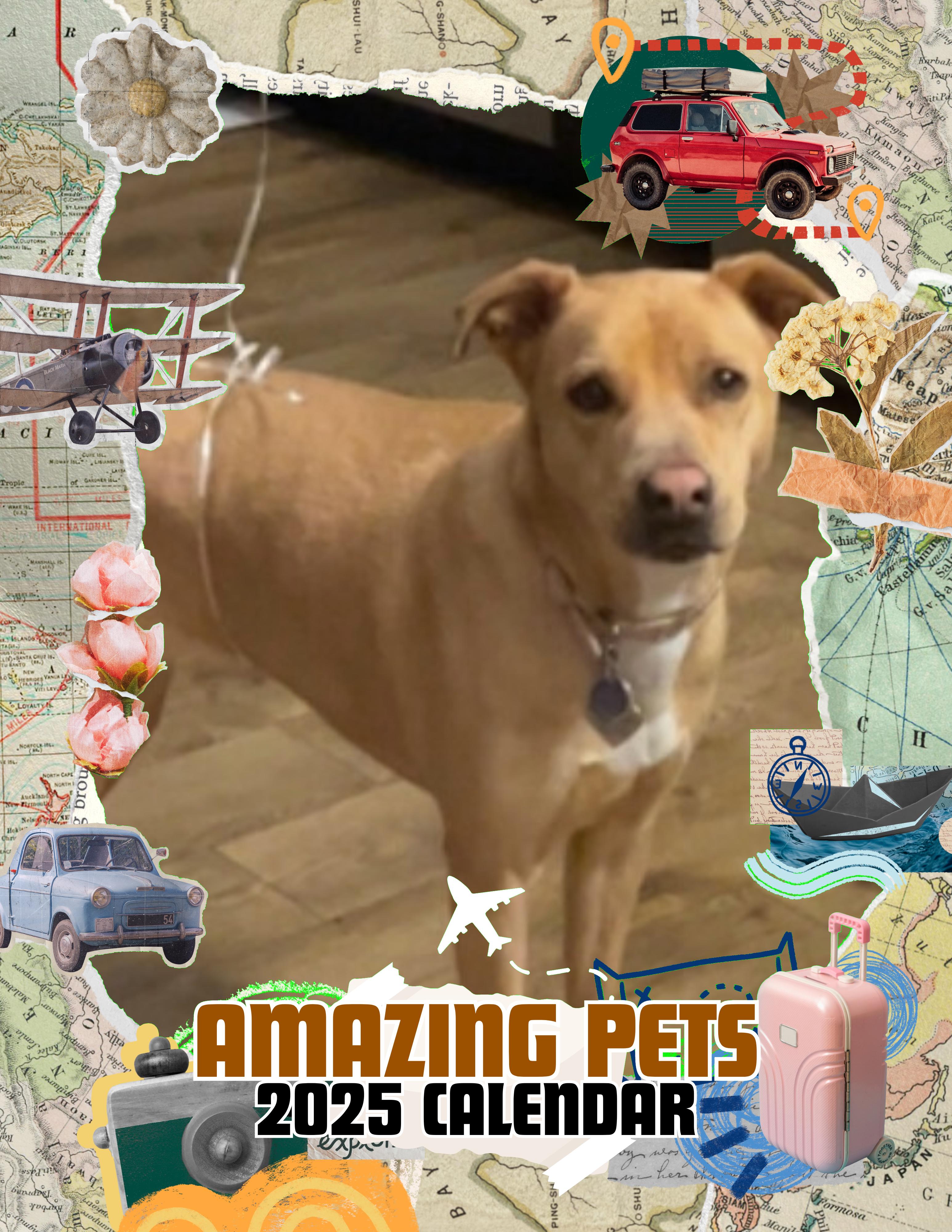 Amazing Pets: 2025 Wall Calendar (Pre-Order)