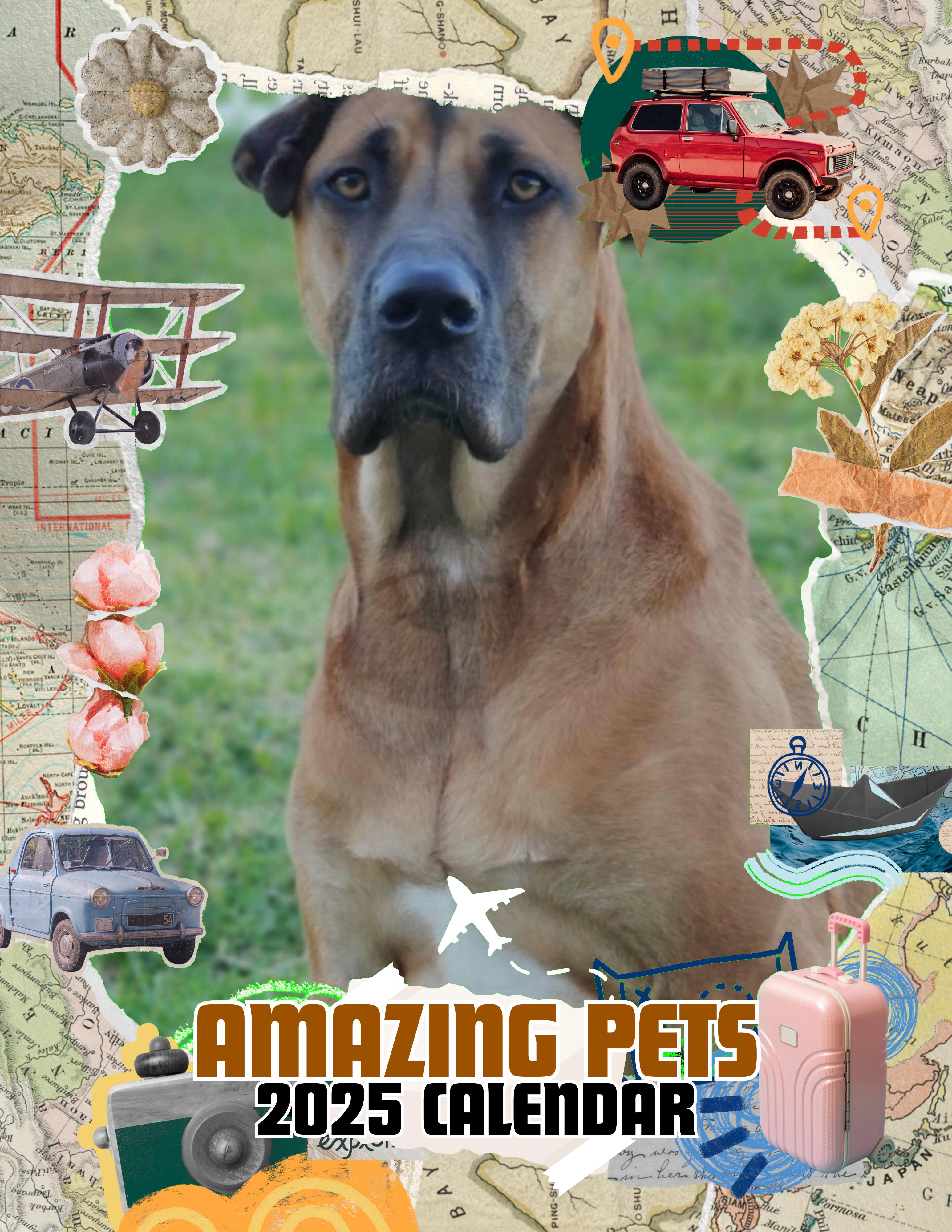 Amazing Pets: 2025 Wall Calendar (Pre-Order)