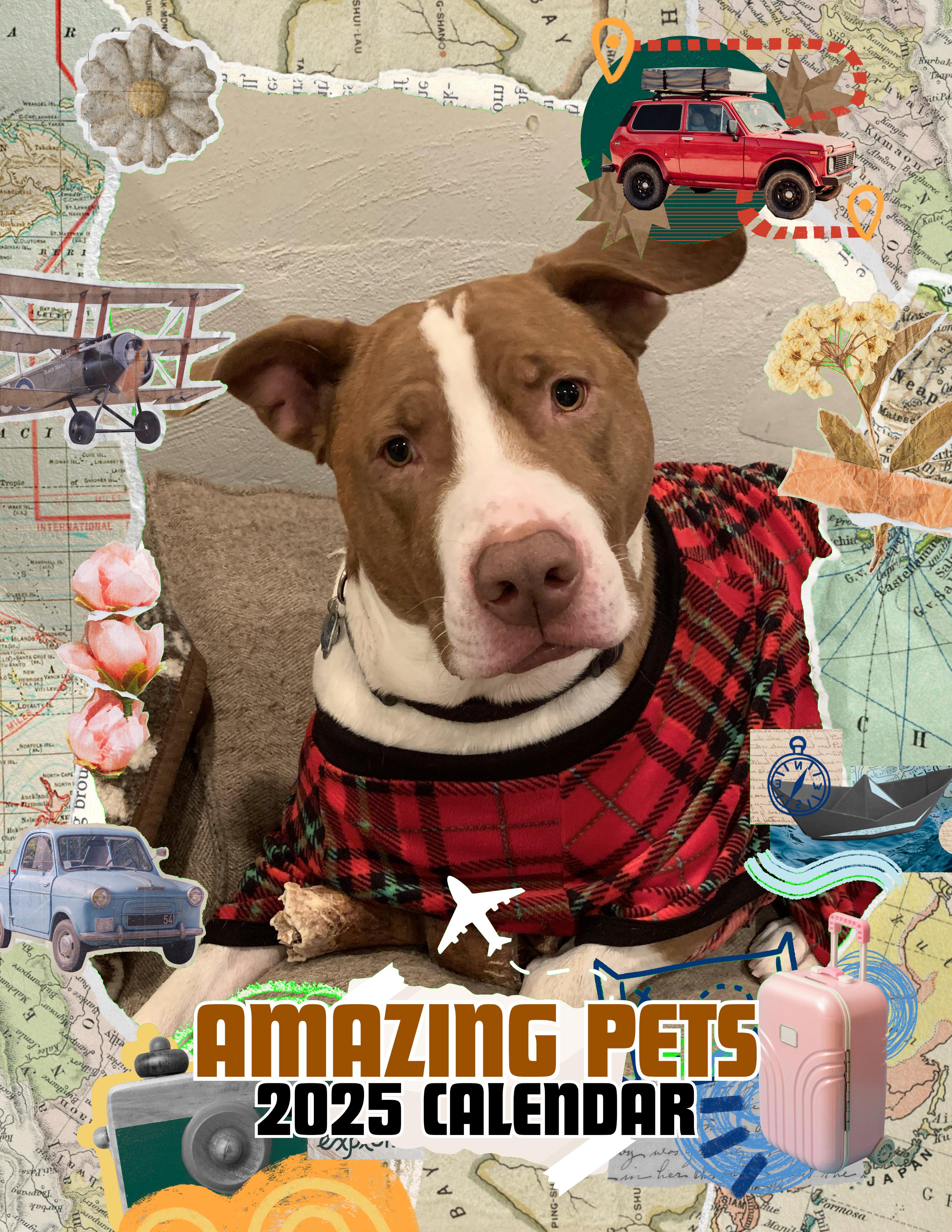 Amazing Pets: 2025 Wall Calendar (Pre-Order)